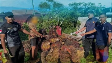 Gagal Kabur Setelah Mencuri, Pelaku Pencurian Tandan Buah Segar di Kotim Tertangkap Basah Tertidur di Lokasi Kejadian
