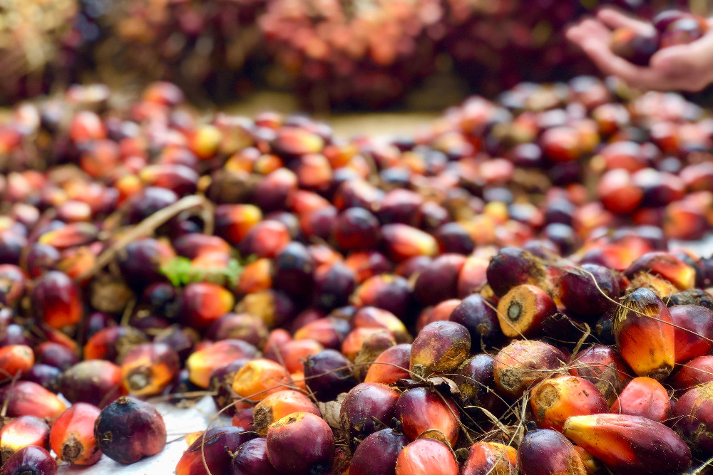 Harga pembelian Tandan Buah Segar (TBS) sawit di sejumlah daerah penghasil di Sumatra Utara (Sumut) masih berada di bawah Rp3.000 per kilogram (kg) sejak rencana ekspor satu pintu diumumkan Presiden Prabowo Subianto pada 20 Mei 2026. / Bisnis-Annasa Rizki Kamalina