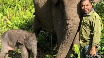 Momen Kebahagiaan Konservasi: Kelahiran Bayi Gajah Sumatera di Tesso Nilo Hangatkan Asa Pelestarian