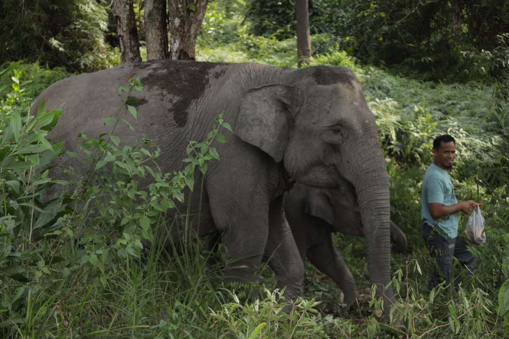 Menjaga Taman Nasional Tesso Nilo sama artinya menjaga kelestarian satwa dan sekitar hutan/istimewa