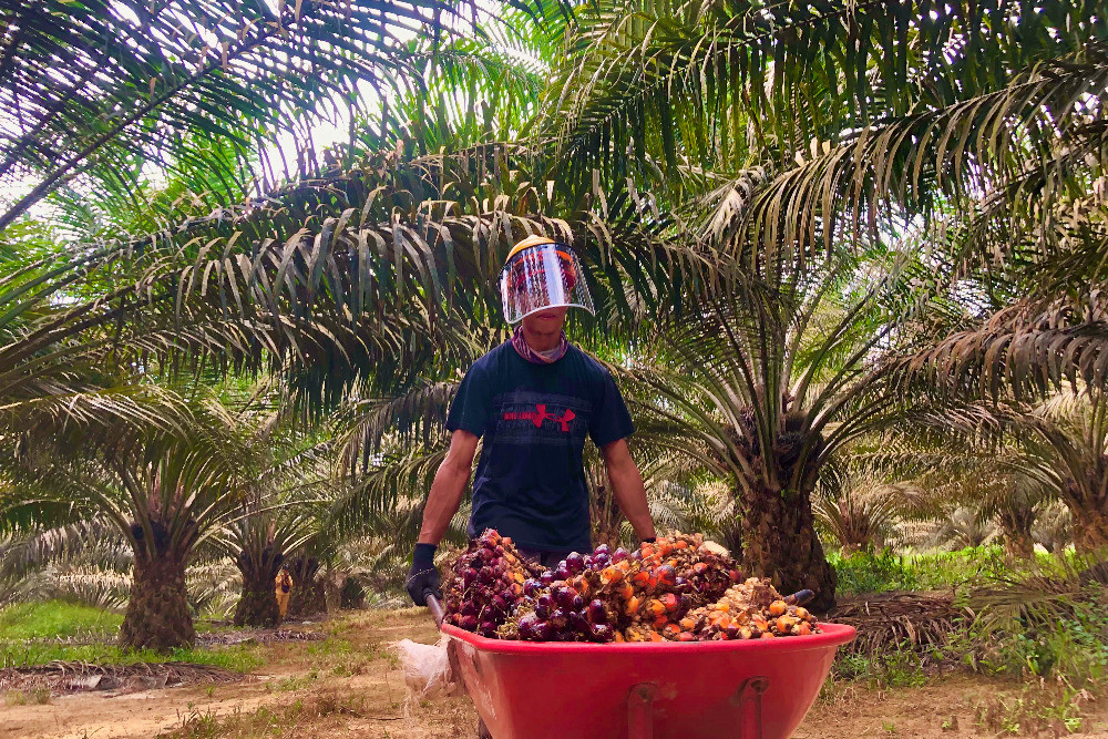 Pekerja membawa tandan buah segar sawit usai panen di perkebunan milik PT Sahabat Mewah dan Makmur, Belitung Timur, Rabu (28/8/2024). / Bisnis-Annasa Rizki Kamalina