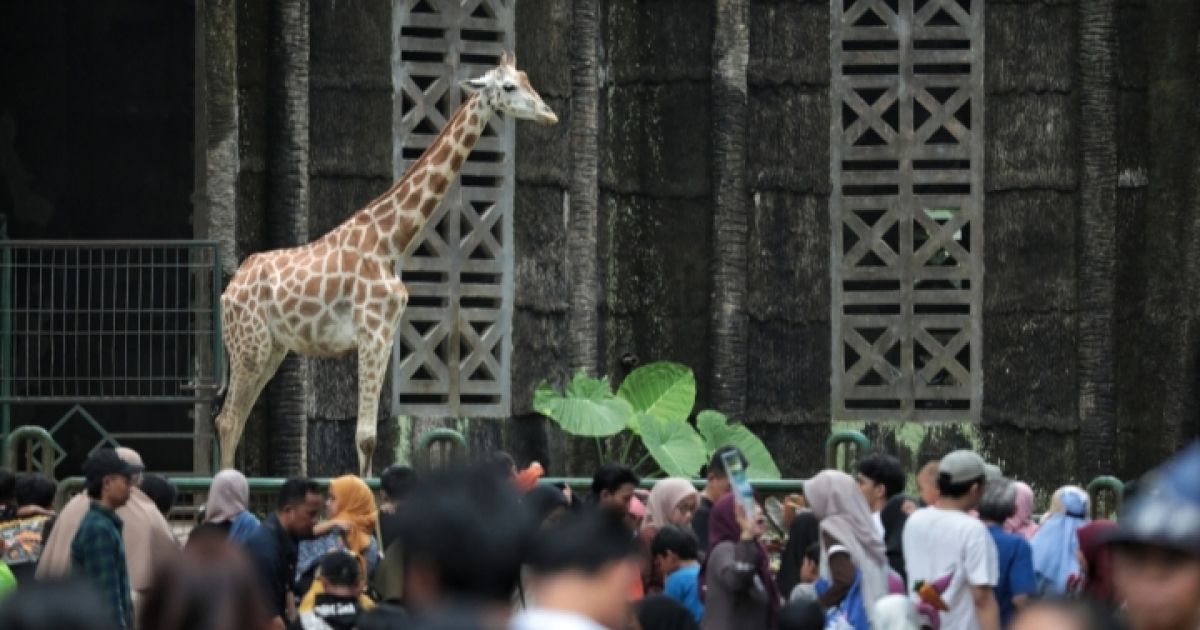 Ragunan Gratiskan Tiket Masuk pada HUT ke-499 Jakarta, Siapkan Beragam Kegiatan Edukatif (Foto: Taman Margasatwa Ragunan Jakarta/Berita Jakarta)