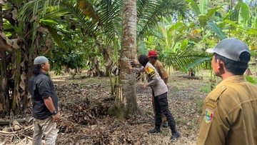 Warga Tanggamus Geger, Kehadiran Satwa Liar Jenis Beruang di Area Perkebunan Picu Kewaspadaan
