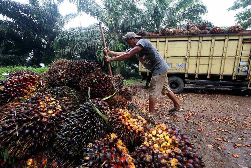 Pekerja melakukan bongkar muat kelapa sawit. - Bisnis/Arief Hermawan P