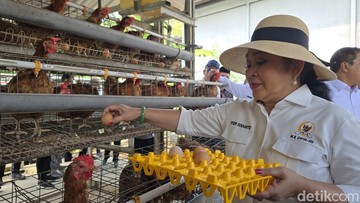 Menikmati Hasil Panen Produktif: Titiek Soeharto Berbagi Pengalaman di Peternakan Ayam Lapas Nusakambangan