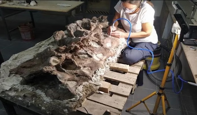 Ruas tulang belakang Bicharracosaurus yang telah dipreparasi di Museo Paleontológico Egidio Feruglio di Argentina. Dok: Amalia Villafane/CC BY-SA.