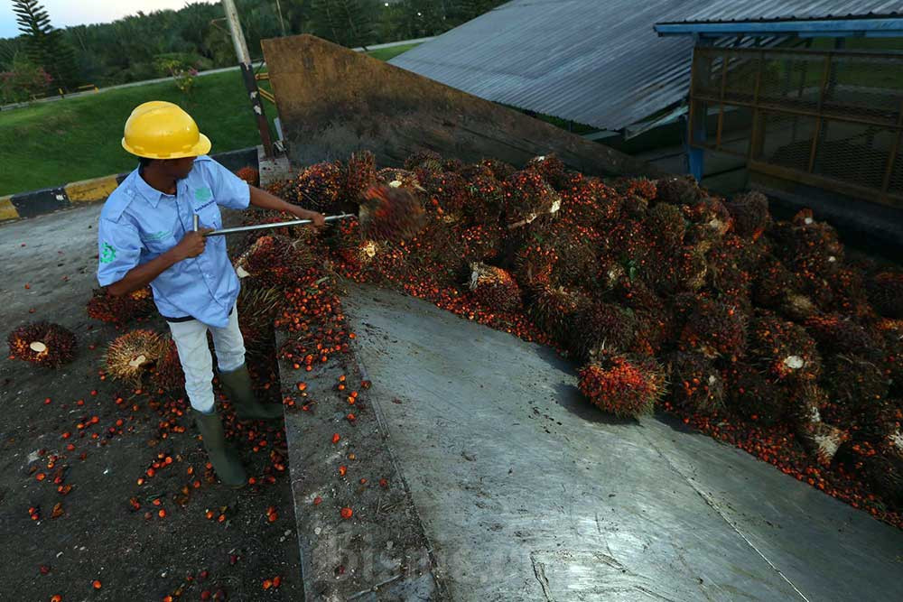 Pekerja melakukan proses pengelolahan kelapa sawit di salah satu perkebunan yang ada di kawasan Pangkalan Bun, Kalimantan Tengah. Bisnis/Nurul Hidayat
