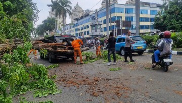 Angin Kencang Sebabkan Pohon Tua Tumbang, Dua Pengemudi di Kelapa Gading Terluka Akibat Tertimpa Mobil