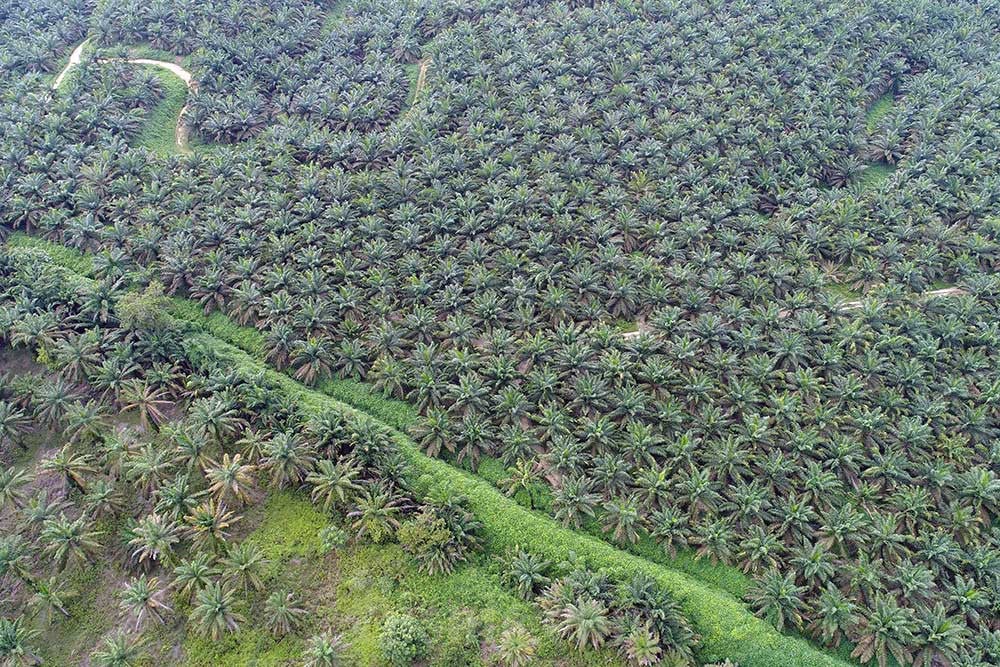 Foto aerial perkebunan sawit di Riau. Bisnis/Himawan L Nugraha