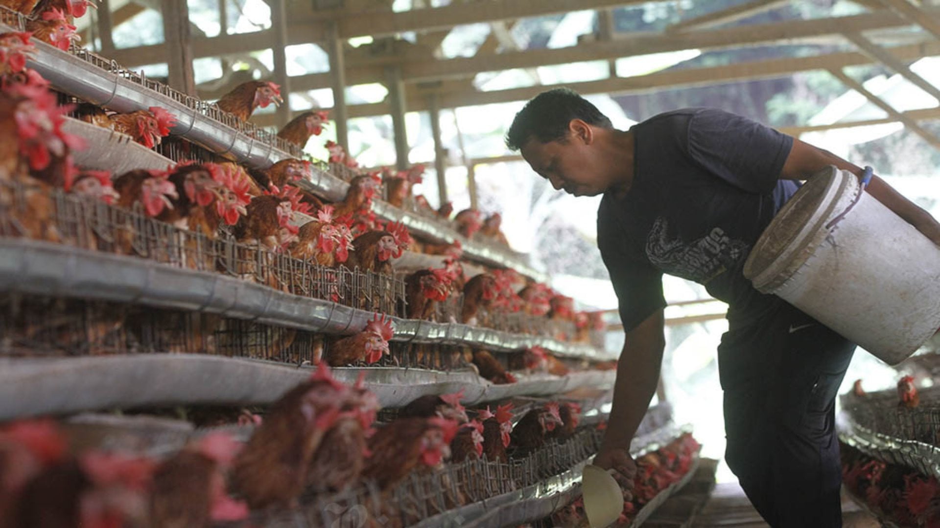 Harga Telur dan Ayam Anjlok, Peternak Terjepit Kenaikan Biaya Pakan