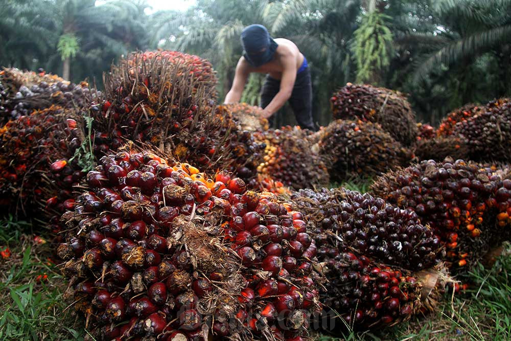 Pekerja menata kelapa sawit saat panen di kawasan Kemang, Kabupaten Bogor. Bisnis/Arief Hermawan P