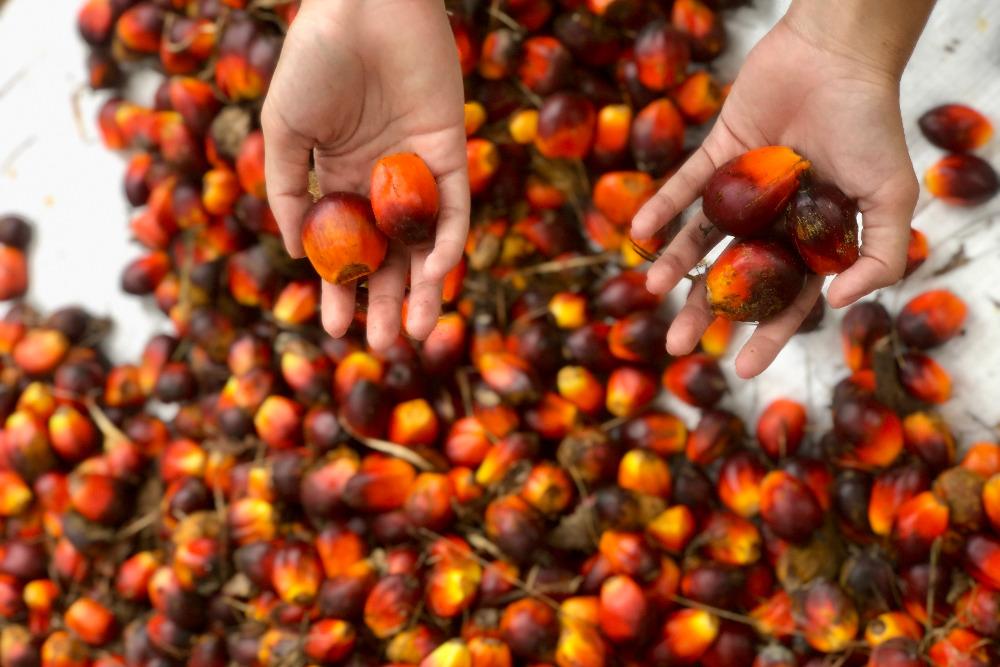 Angin segar kembali berembus bagi petani kelapa sawit di Kalimantan Timur. Harga Tandan Buah Segar (TBS) untuk periode 16 Juni-30 Juni 2026 tercatat naik dibandingkan periode sebelumnya, seiring menguatnya harga Crude Palm Oil (CPO) di pasar global dan permintaan yang kian menggeliat. / Bisnis-Annasa Rizki Kamalina