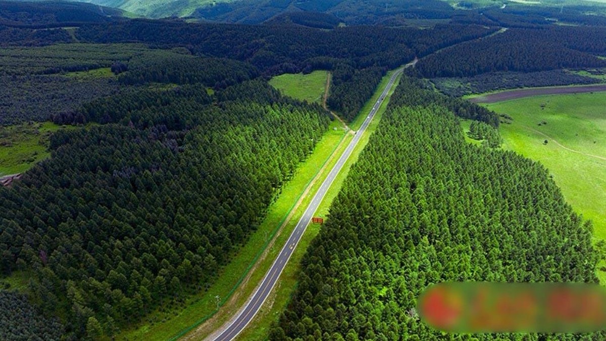 Foto: Saihanba di Chengde, Hebei, kini jadi hutan buatan terbesar dunia seluas 76.700 hektare, dengan 82% tutupan hijau hasil puluhan tahun penghijauan. (Instagram/chinaembassy_indonesia)