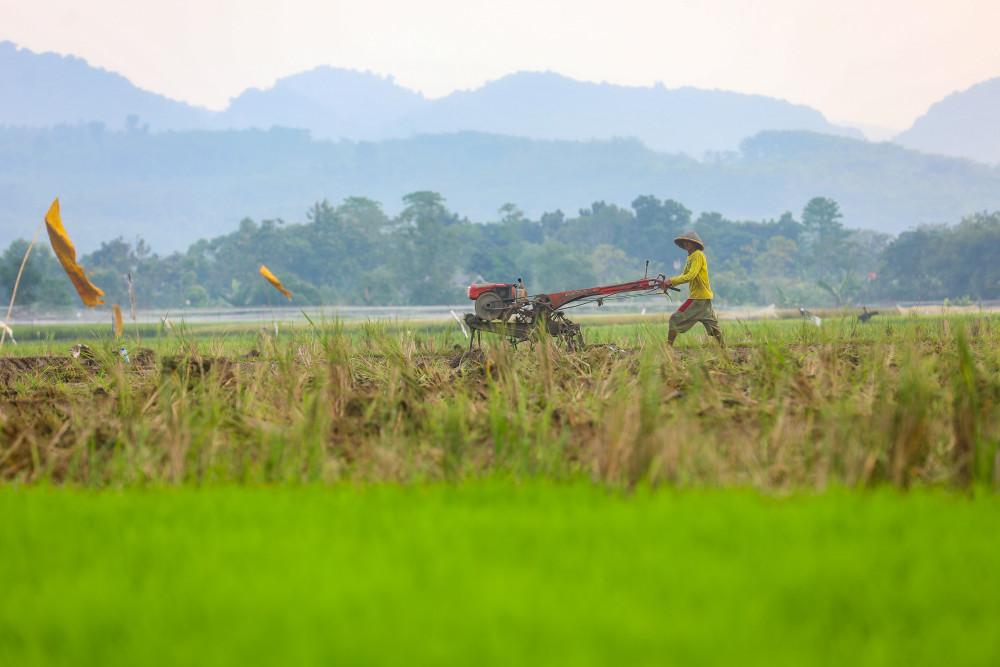 Petani membajak sawah menggunakan traktor, Sabtu (9/5/2026). Bisnis/Abdurachman