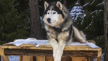 Anjing Husky Terluka Parah di Bekasi, Polisi Buru Pelaku Penganiayaan Hewan