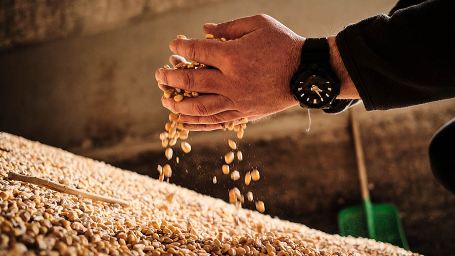 Biji-bijian jagung. Ilustrasi. (Bartek Sadowski/Bloomberg)